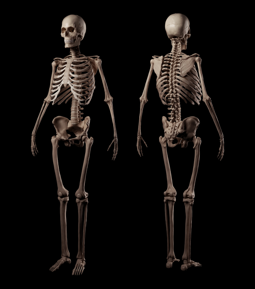 Full skelet2